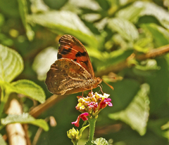 Heteronympha mirifica