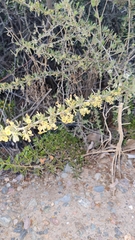 Bougainvillea spinosa