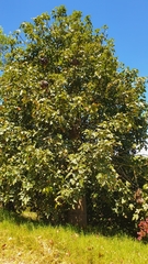 Brachychiton discolor