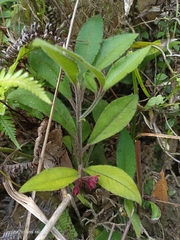 Ardisia villosa