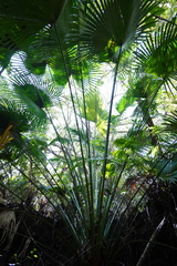 Livistona chinensis