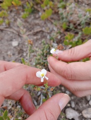 Nemesia fruticans