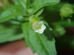 Gratiola pedunculata