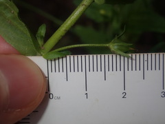 Gratiola pedunculata