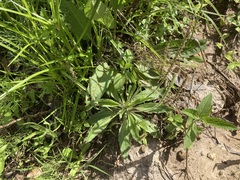Plantago myosuros