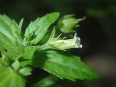 Gratiola pedunculata