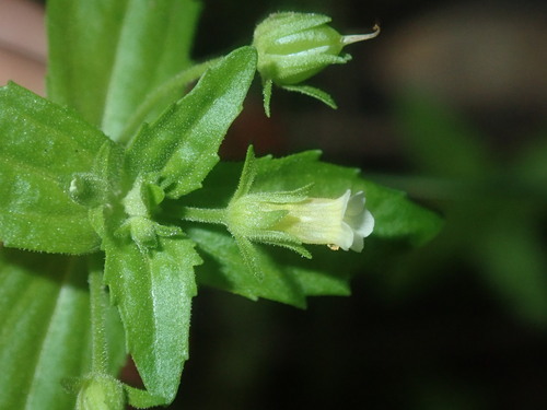Image of Gratiola pedunculata by (c) Thomas Mesaglio, some rights reserved (CC BY)