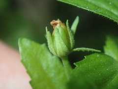 Gratiola pedunculata