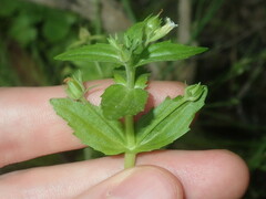 Gratiola pedunculata