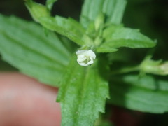 Gratiola pedunculata