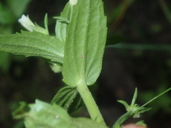 Gratiola pedunculata