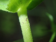 Gratiola pedunculata