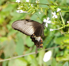 Papilio polytes romulus