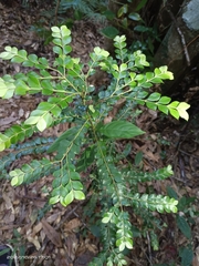 Lasianthus biflorus