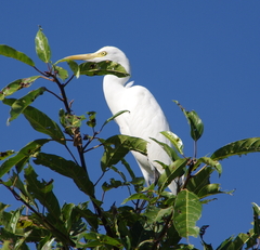 Bubulcus ibis coromandus