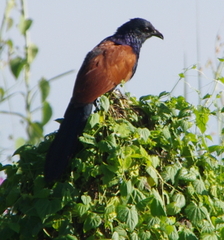 Centropus sinensis