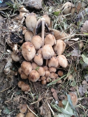 Coprinellus saccharinus