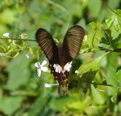 Papilio polytes romulus
