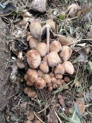 Coprinellus saccharinus