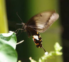 Papilio polytes romulus