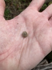 Xeroplexa intersecta