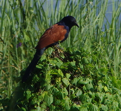 Centropus sinensis