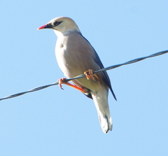 Burmese Myna photo 2