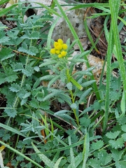 Haplophyllum patavinum