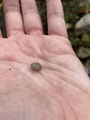 Xeroplexa intersecta