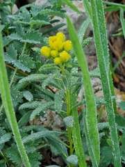 Haplophyllum patavinum