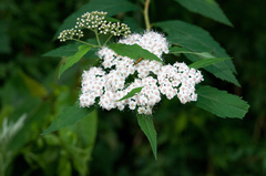 Spiraea formosana