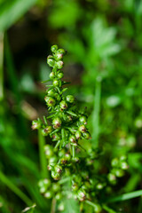 Artemisia capillaris