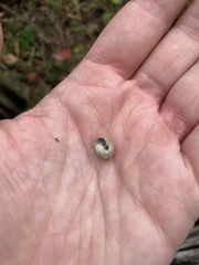 Xeroplexa intersecta