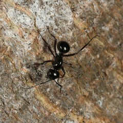 Polyrhachis australis
