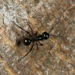 Polyrhachis australis