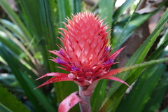 Ananas comosus