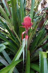 Ananas comosus