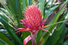 Ananas comosus