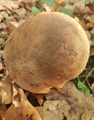 Neoboletus