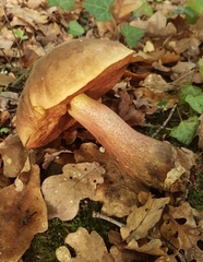 Neoboletus