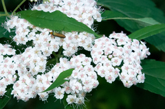 Spiraea formosana