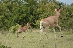 Alcelaphus buselaphus cokii