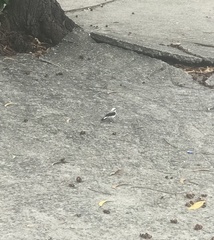 Fluvicola nengeta
