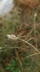 Oreochloa disticha