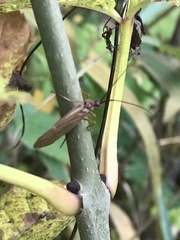 Anabolia