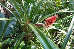 Ananas comosus
