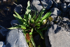 Rumex arcticus