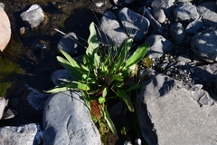Rumex arcticus