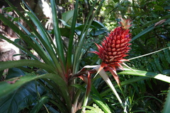 Ananas comosus