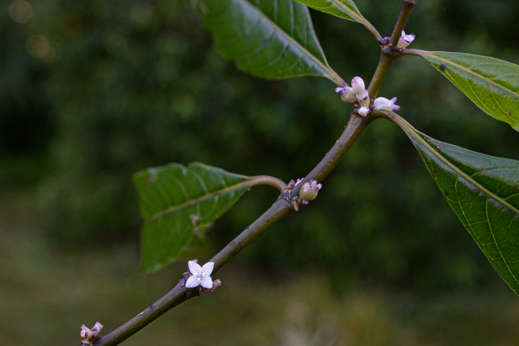 Lasianthus kilimandscharicus